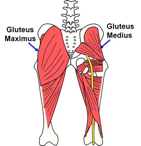 Gluteal Muscles Diagram