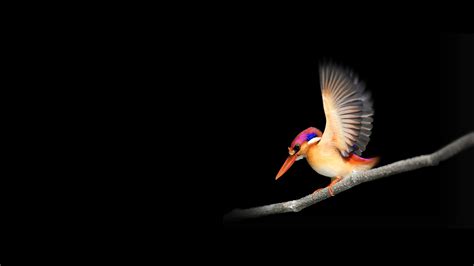 Dark background #Stock Microsoft Surface Go #Bird #Woodpecker #2K #wallpaper #hdwallpaper # ...