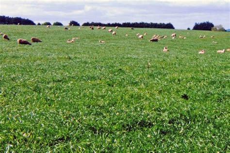 SPS Custom Pasture Mix | AusWest & Stephen Pasture Seeds