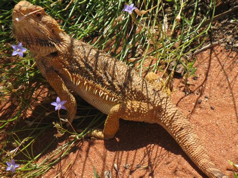 Bearded Dragon, Port Augusta, South Australia Outback Australia, South Australia, Western ...