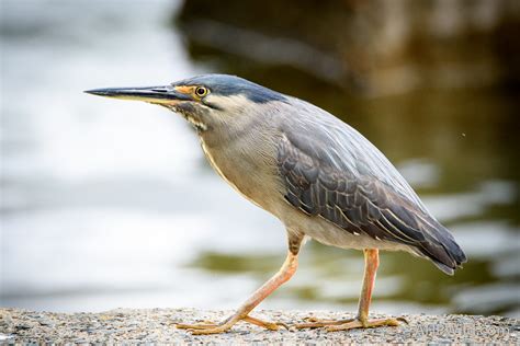 Striated Heron – AHP Wild