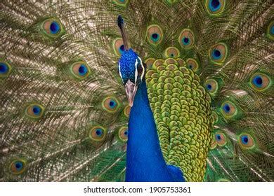 Peacock Closeup Tail Open Stock Photo 1905753361 | Shutterstock