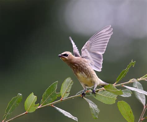 A Juvenile Cedar Waxwing | The Nature Nook | Flickr