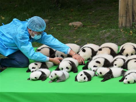 Silly Baby Panda Falls Flat on Its Face During Public Debut of 23 Giant Panda Cubs in China ...