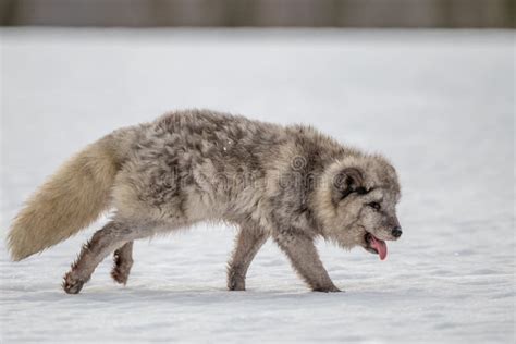 Beautiful Arctic Fox, Standing on a Hill in the Snow, Stock Photo - Image of deep, looking ...