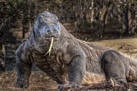 Komodo dragon - Jim Zuckerman photography & photo tours