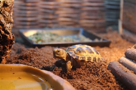 My Turtle Keeps Trying to Climb Out of Its Tank: 4 Possible Reasons | Pet Keen