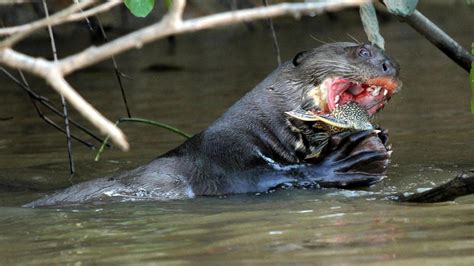 Otter enjoying its meal (found on National Geographic) : r/natureismetal