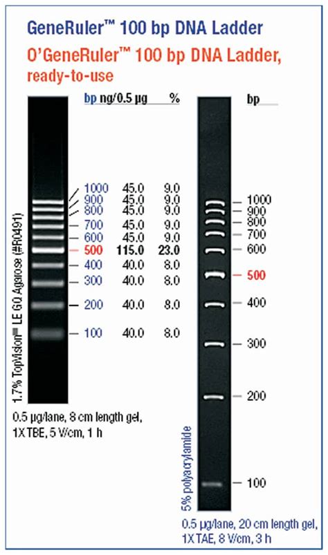 Thermo Scientific™ O'GeneRuler™ Ready-to-use 100bp Plus DNA Ladder 100 to 1000bp, 0.1μg/μL ...