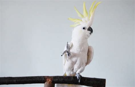 Science Shows That Snowball the Cockatoo Has 14 Different Dance Moves ...