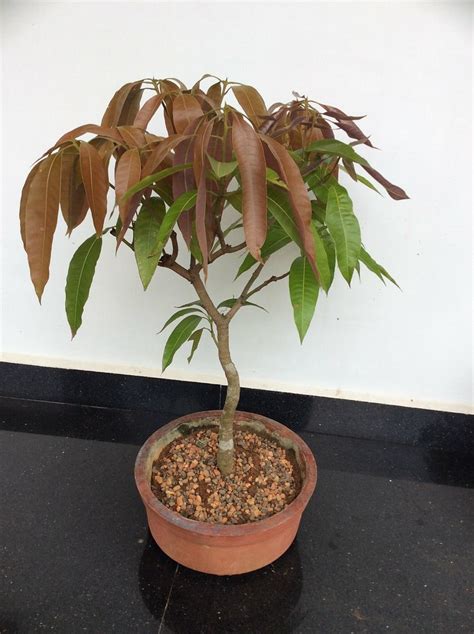 Buy Plant House Live Alphanso Mango/Aam 1 Year Old Bonsai With Bonsai ...