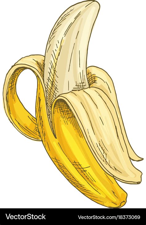 Banana full color realistic sketch Royalty Free Vector Image