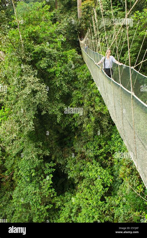 enjoying a jungle canopy walk at Poring Hot Springs in Sabah, Borneo ...