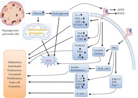 Pathways showing the mechanism of diabetes, oxidative stress ...