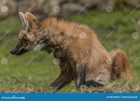 Chrysocyon Brachyurus in ZOO Decin in Winter Day Stock Photo - Image of canid, czech: 88378366