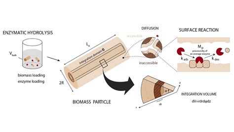 Modeling of enzymatic hydrolysis of lignocellulosic biomass - EPFL