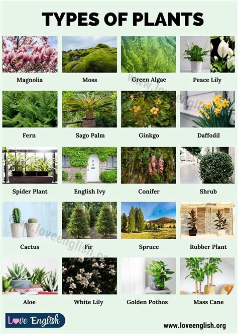 Keyword for What Are The Types Plants