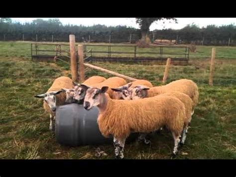 Sheep bluefaced leicester ram lambs - YouTube