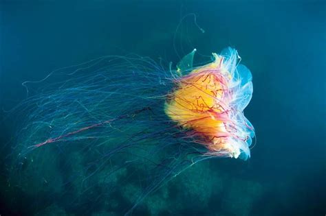 Lion’s mane jellyfish | Giant Jellyfish, Arctic Species & Tentacles ...