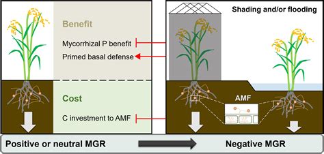 Frontiers | Effects of Arbuscular Mycorrhizal Fungi on Rice Growth Under Different Flooding and ...