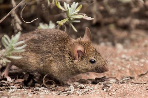 Feldmaus Maus Natur · Kostenloses Foto auf Pixabay