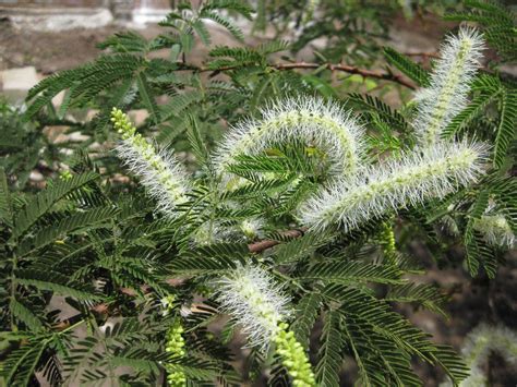 Выращивание мимозы Хостилис или Mimosa Tenuiflora: почему это растение запрещено