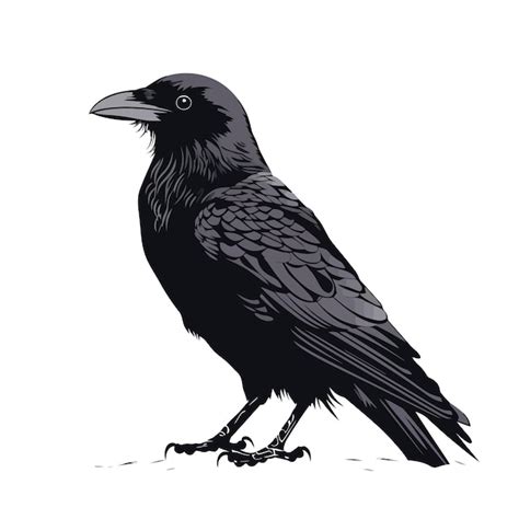 Premium Vector | Crow image black crow isolated on white background ...