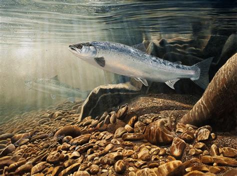 David Miller Fish and Wildlife Artist | Wildlife artists, Atlantic salmon, Fly fishing art