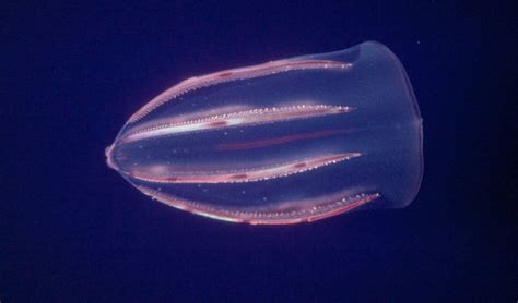 How Many Body Openings Do Comb Jellyfish Have