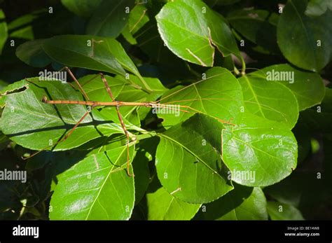 Stick bug in habitat Stock Photo - Alamy