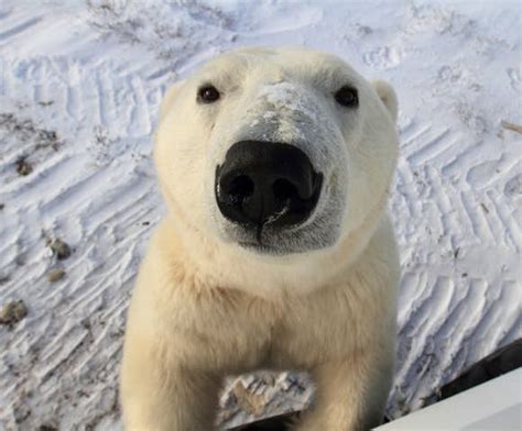 Polar Bear Tours & Polar Bear Watching | Swoop Arctic