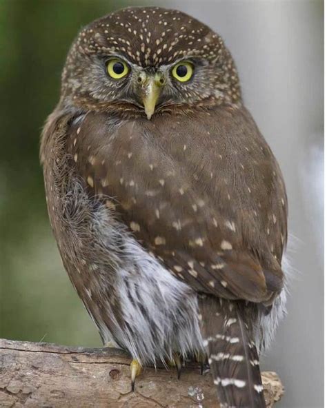 Northern pygmy owl - Alchetron, The Free Social Encyclopedia