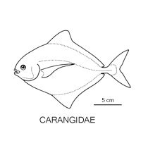 Line drawing of carangidae