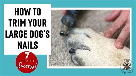 How To Trim Dog Nails With Dremel at James Hancock blog