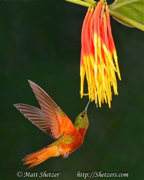 711 best Hummingbird Neo-Tropical images on Pinterest | Beautiful birds, Hummer and Pretty birds