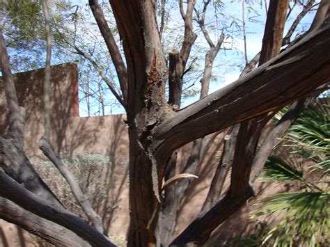 Xtremehorticulture of the Desert: Is Bark Peeling on Mesquite Some Sort of Problem?