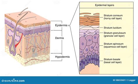 Capas De La Epidermis De La Piel Ilustración del Vector - Imagen: 58653601