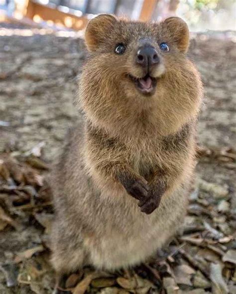 Quokka: Happiest Australian Animal That Smiles To Take A Quokka Selfie With You! - Knovhov.com