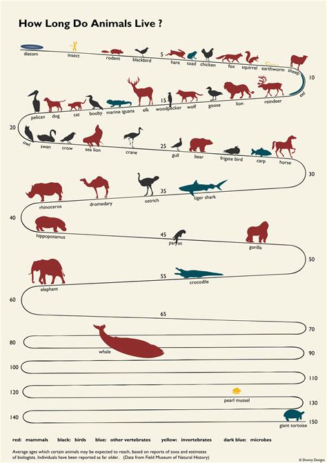 How Long Do Animals Live? - Joe Downy