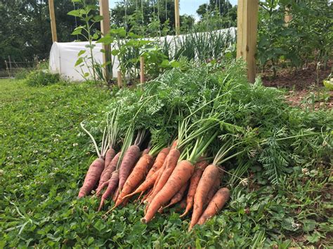 Our best carrot harvest to date. : r/gardening