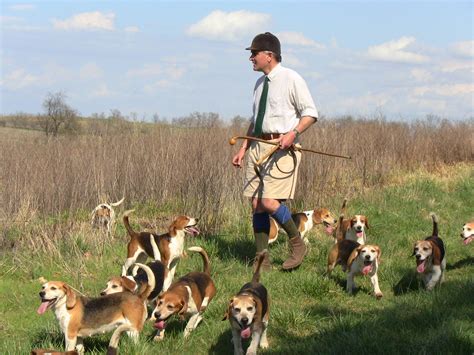 Beagle Hunting Dog Training | 1001doggy.com
