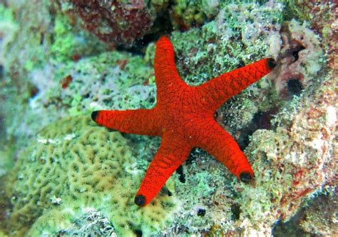 Most Beautiful Starfish You Can Keep In Your Reef Tank