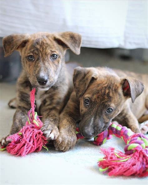 Animal Haven: Pet Adoption - Say “Hi!” to Mickey and Vince - Behind the Scenes NYC (BTSNYC)