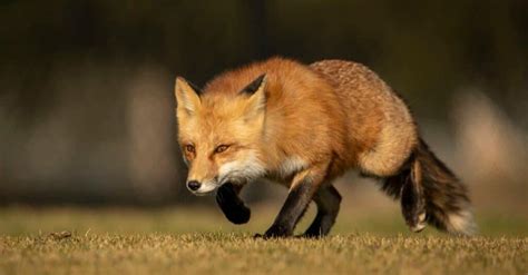 Fox Habitat: Where Do Foxes Live?