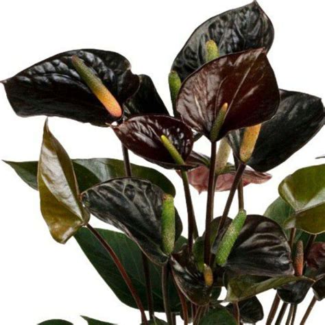 Black Love Anthurium - 2.5" Pot - Exotic House Plant - Walmart.com