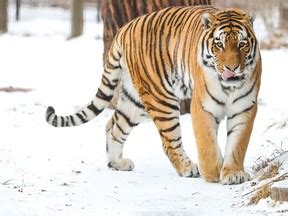 Calgary Zoo remains most visited in Canada after booming 2023 | Calgary ...