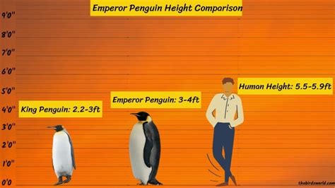 Emperor Penguin Height: How Does It Compare With Others?