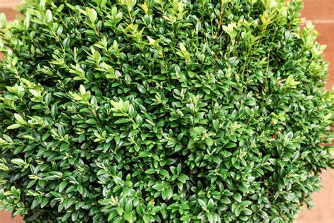 How to Grow and Care for Boxwood Shrubs