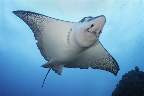 5 of the Biggest Fish in the World - Scuba.com