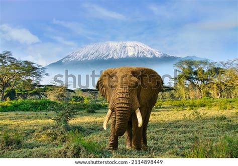 5,589 Elephant In Snow Images, Stock Photos & Vectors | Shutterstock